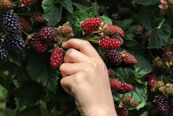 hand grabbing blackberries